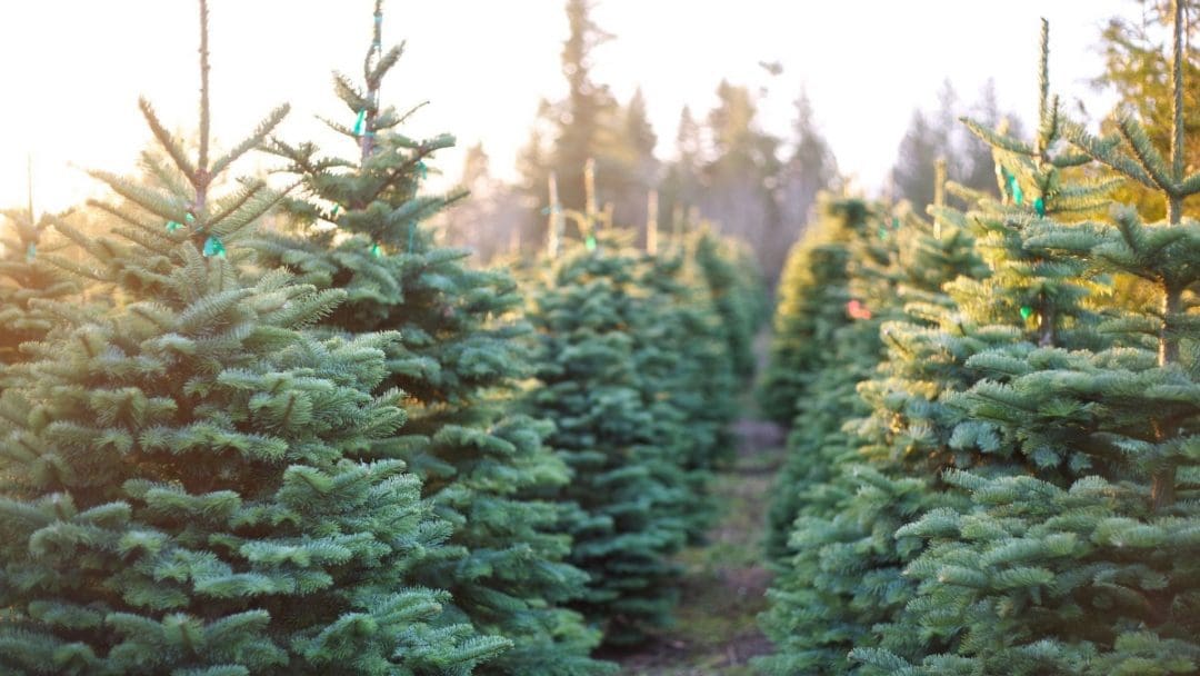 christmas tree farm