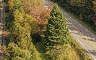 2022 Boston Common ‘Tree for Boston’ Christmas tree selected in Nova Scotia | WCVB