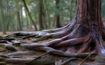 Life cycle of tree roots — ScienceDaily