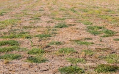 Advice On Fall Fertilization After Summer Drought Stress | Turf Magazine