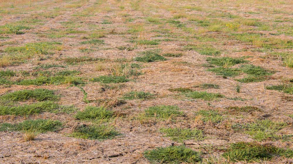 Dried soil with some green grass