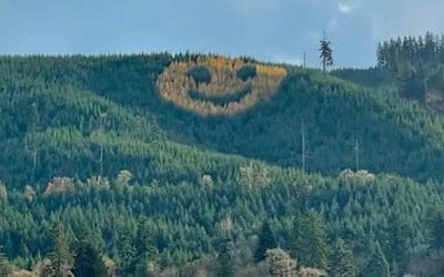 Lumber Company Grows Trees That Smile With Massive Grin for Oregon Drivers | Good News Network