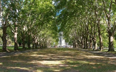 Planting Trees in a City 30 Years Ago May Have Lowered the Risk of Deaths From Diseases | Good News Network