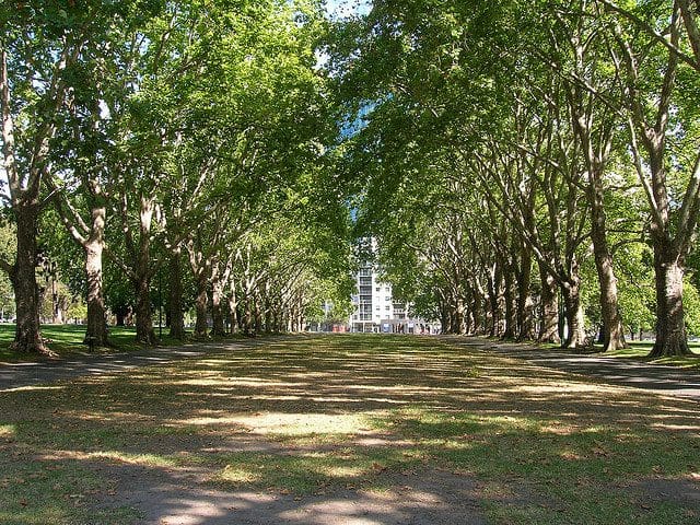 melbourne australia trees