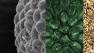 A composite view of Protocodium sinense, a new species of green algae from more than 541 million years ago. To the left is an external view of the fossil, followed by a view through the outer layer (green) and an image of the inner core (gold).
A composite view of Protocodium sinense