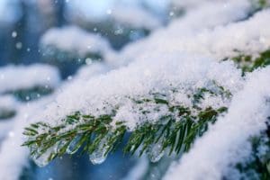 pine tree branch covered in wintery snow