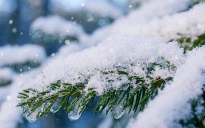 Four Things to Know When Cutting Your National Forest Christmas Tree – National Forest Foundation