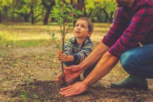 planting trees