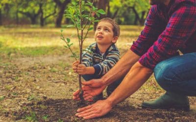 Planting trees can save lives, study shows — ScienceDaily