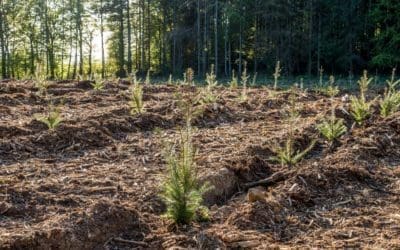 Studies find the seeds of a forest’s renewal after wildfire, drought — ScienceDaily