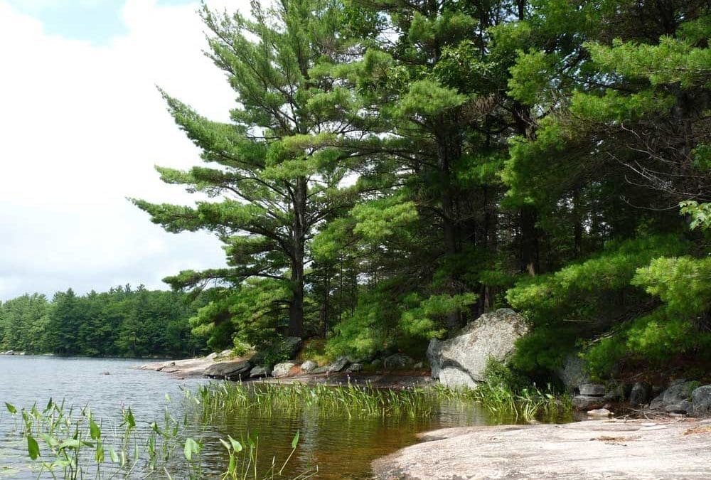 Forests benefit from tree species variety and genetic diversity: The variety of tree species and the degree of genetic diversity within individual species both affect forest productivity. — ScienceDaily