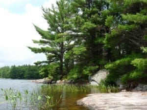 trees lakeside