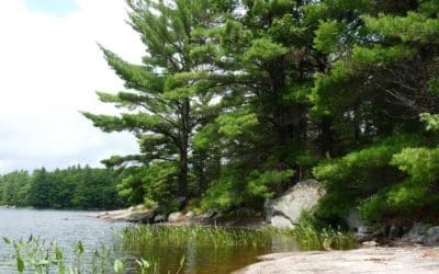 Forests benefit from tree species variety and genetic diversity: The variety of tree species and the degree of genetic diversity within individual species both affect forest productivity. — ScienceDaily