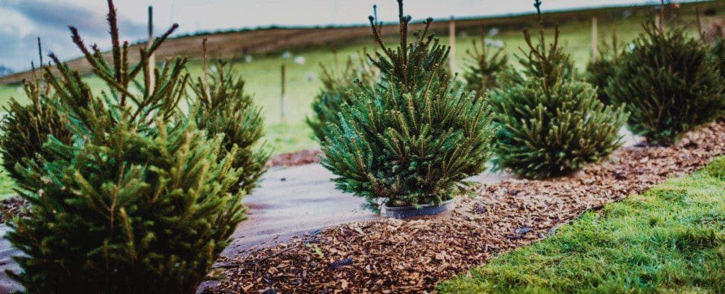 rooted christmas tree rental