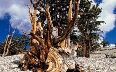 The Science Behind the Oldest Trees on Earth | Smithsonian Magazine