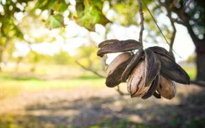 How to Plant and Grow Pecan Trees | Better Homes & Gardens