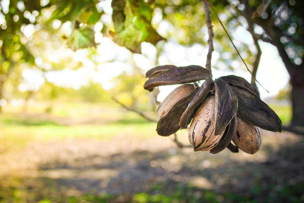 pecan tree