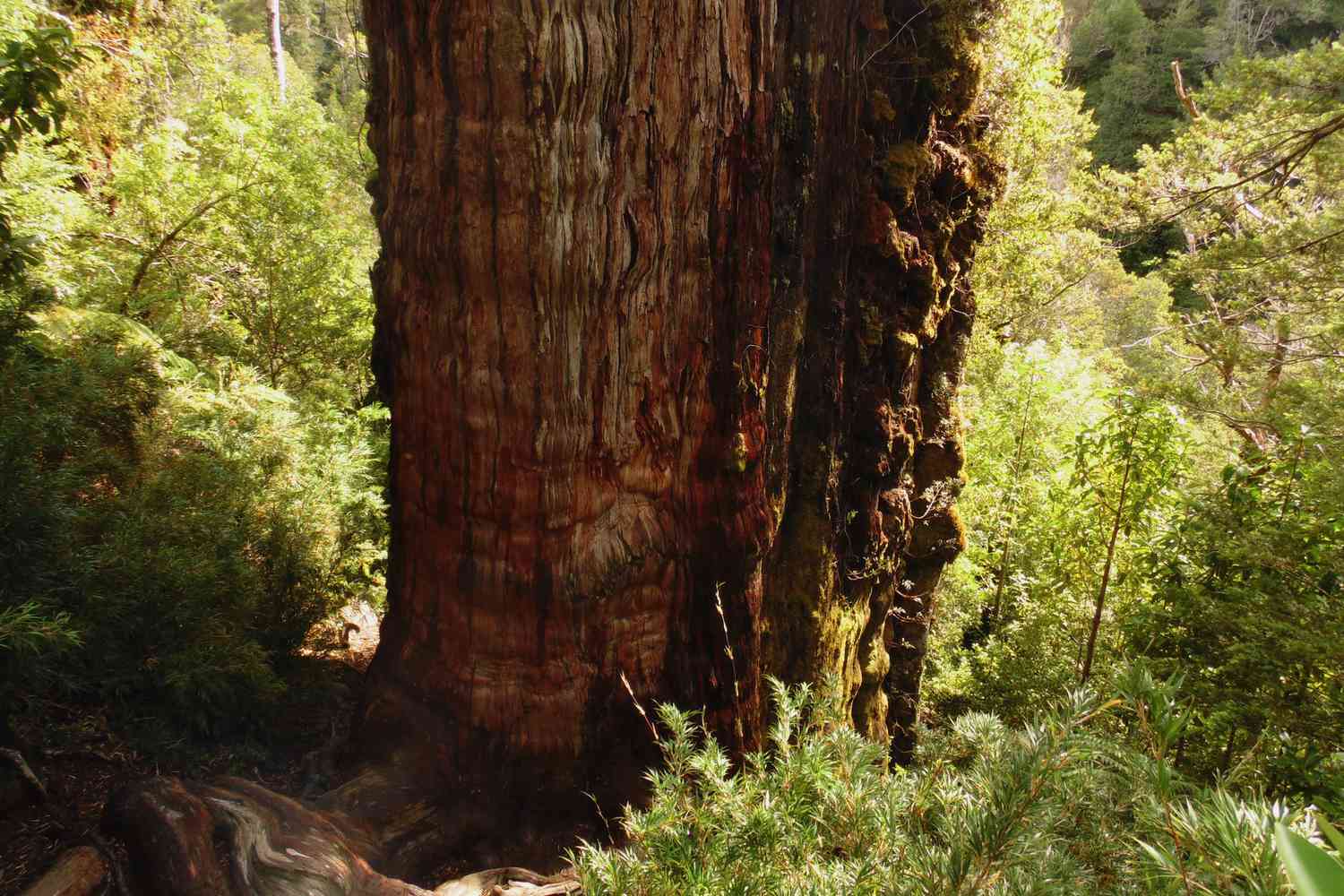 oldest cypress tree