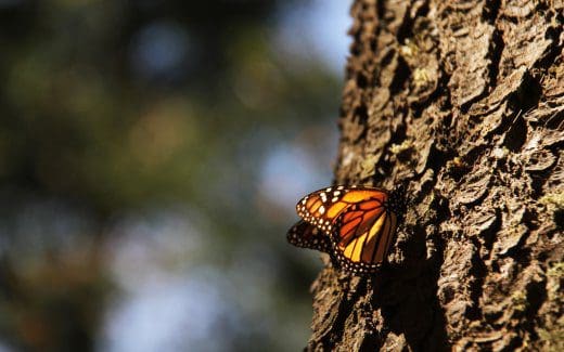 monarch butterfly