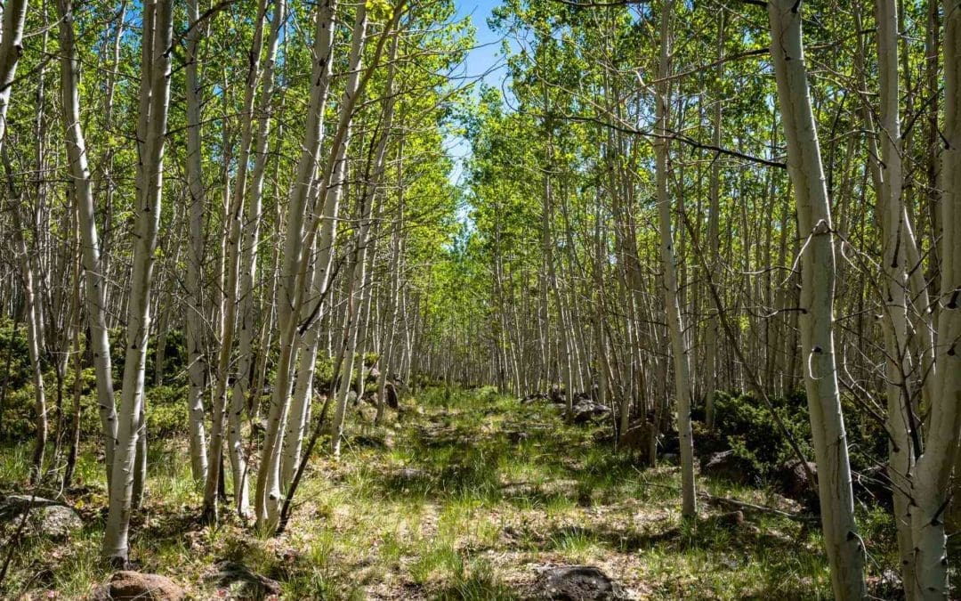Hefty Aspen Saplings Not Seen in Yellowstone for 80 Years Attributed to Wolves’ Welcome into Park | Good News Network