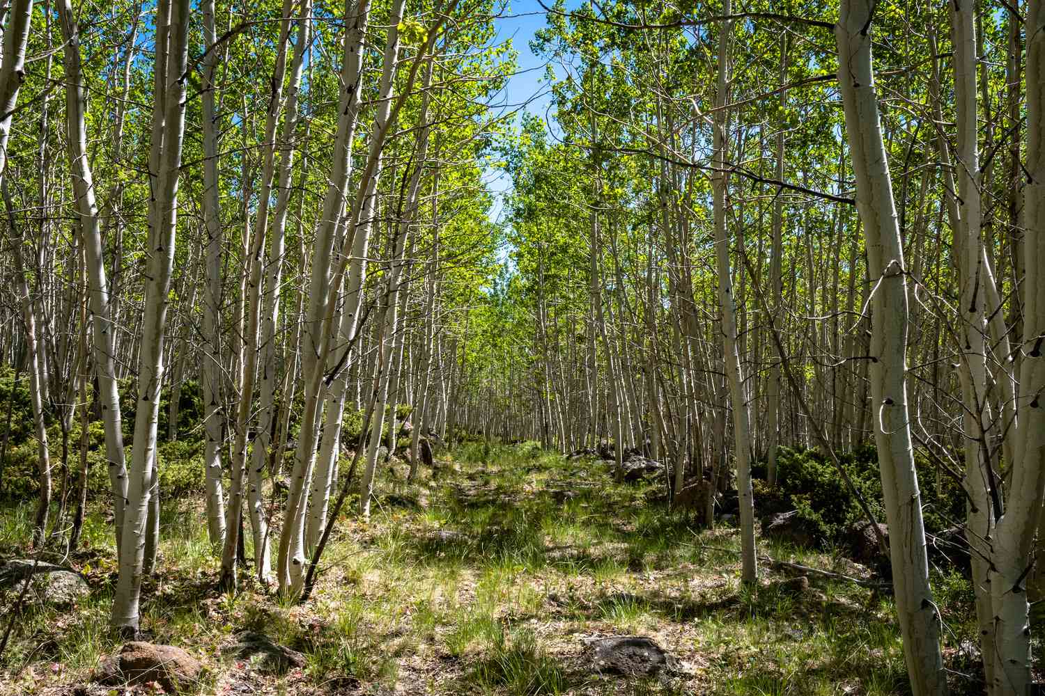 aspen grove