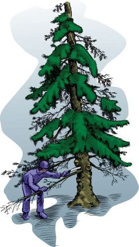 tree pruning illustration