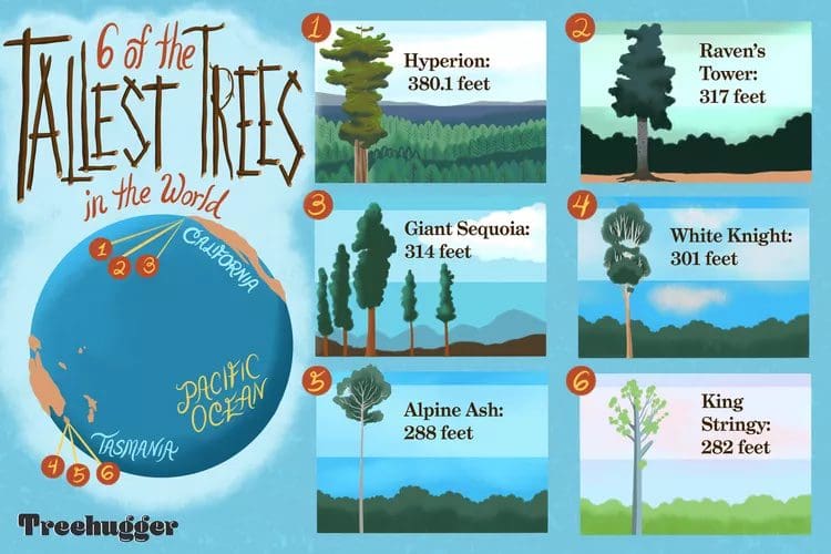 tallest trees in the world infographic