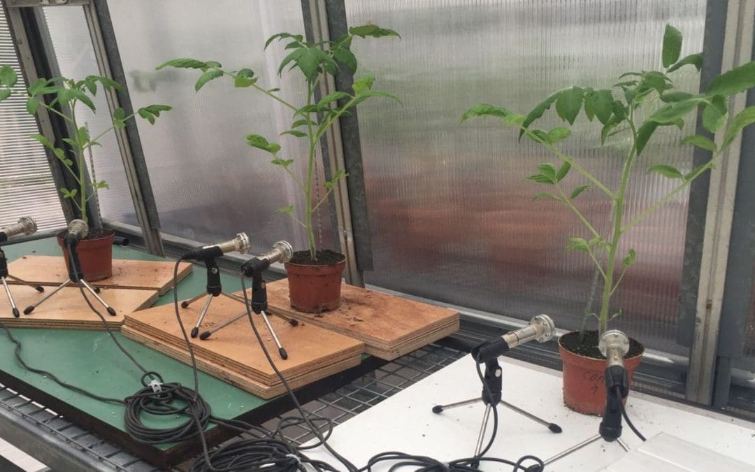 Stressed plants ‘scream,’ and it sounds like popping bubble wrap | Live Science