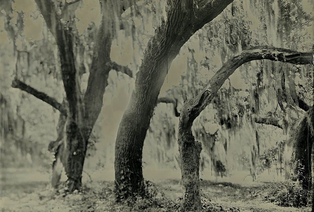 The Live Oak Tree Has Withstood the Ravages of History | Smithsonian Magazine