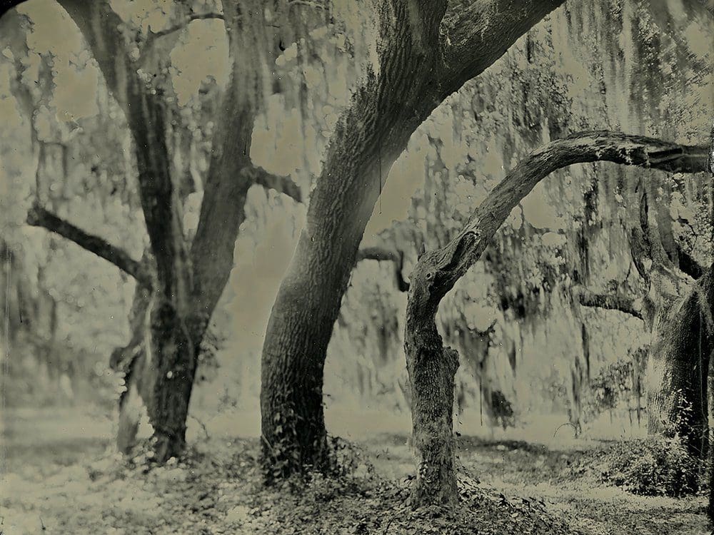 Live oaks in Beaufort South Carolina photographed using an old fashioned wet plate process