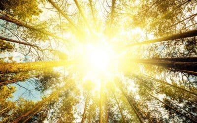 Scientists accidentally discover photosynthesis doesn’t work exactly like we thought it did | Live Science