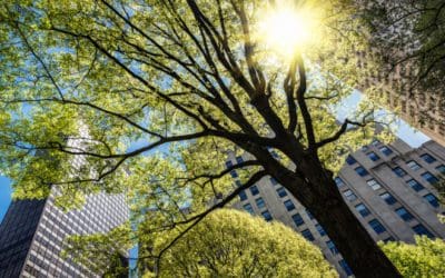 City Trees Save Lives | WIRED