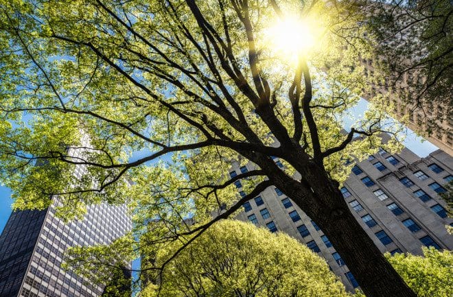 trees in city