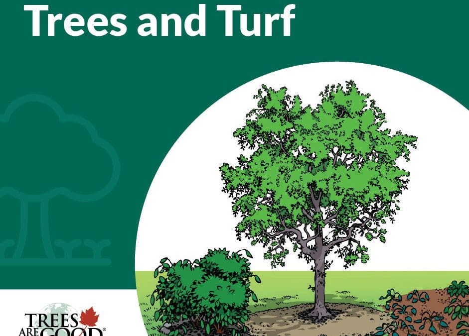 Tree Health | Trees are Good