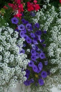 Snow Princess lobularia and Supertunia Mini Vista Indigo