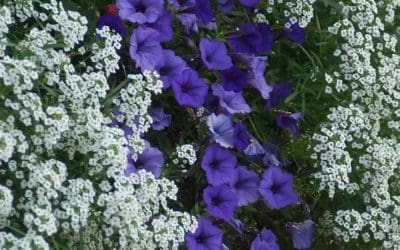 Annual Plants That Hold Up in Hot Summers | Horticulture Magazine