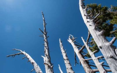 How a drought affects trees depends on what’s been holding them back | ScienceDaily
