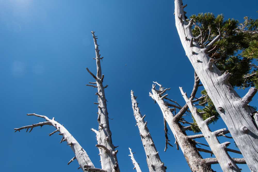 whitebark pine