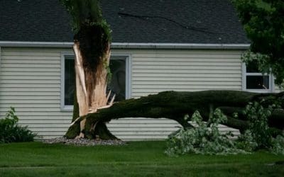 Summer storms: How to tell if a tree is vulnerable to storm damage | Cincinnati.com