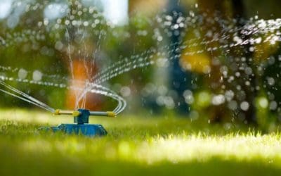 When is the best time to water grass, and how often should I water it? – Bob Vila