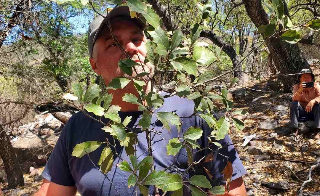 Texas Oak Tree Thought to Be Extinct Discovered in Big Bend National Park | Good News Network