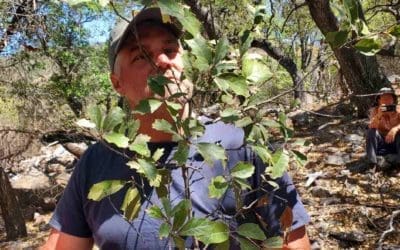 Texas Oak Tree Thought to Be Extinct Discovered in Big Bend National Park | Good News Network