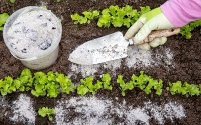 15 Secret Ingredients to Make Your Garden Grow – Bob Vila