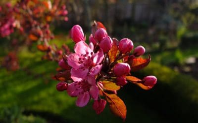 Cardinal Crab Apple Is a Fine Small Tree – Horticulture