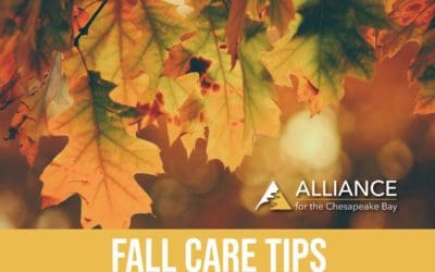 Fall Gardening Tips & Tricks – Alliance for the Chesapeake Bay