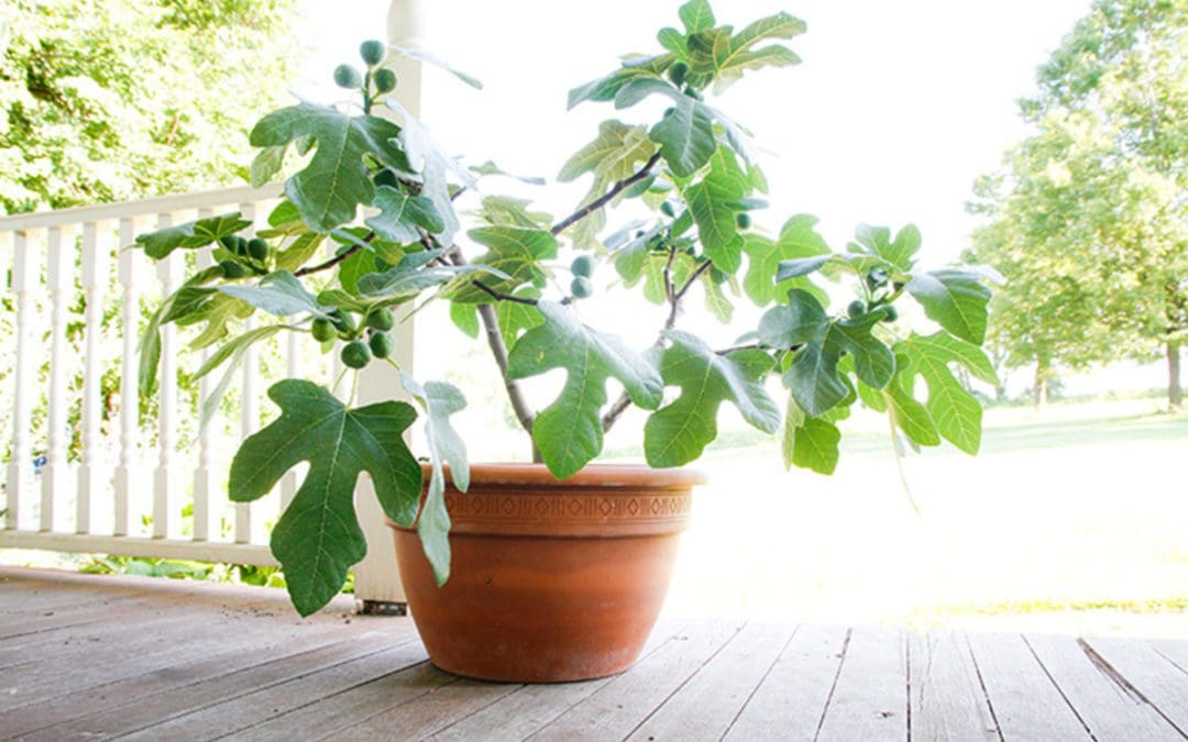 Fignomenal Dwarf Fig Tree Is Perfect for Container Gardening – Horticulture