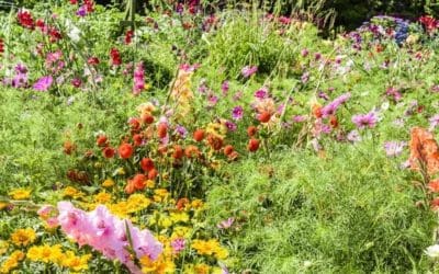 Chaos Gardening Is the Carefree Approach to Gardening Anyone Can Try | Better Homes & Gardens