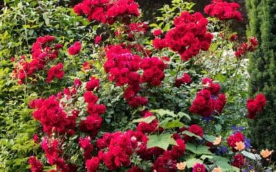 8 Colorful Flowering Shrubs to Grow for Cut Flowers | Better Homes & Gardens