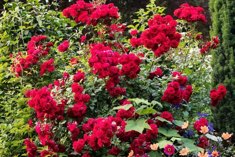 red roses in garden