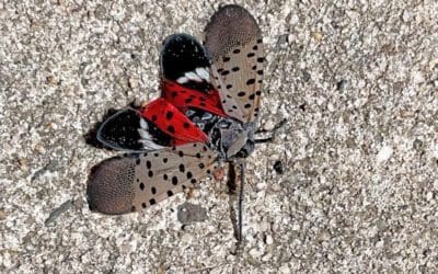 See it? Squish it! Fighting the invasive spotted lanternfly | Yahoo! News